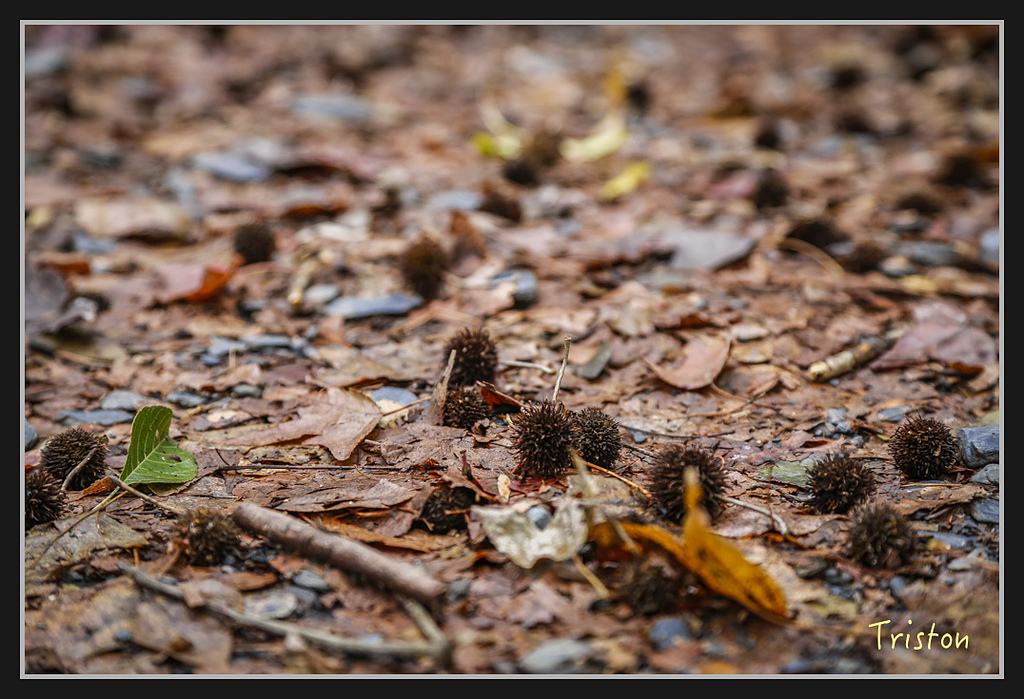 _H1A2231.jpg - 20170212 武界 萬大電廠 奧萬大