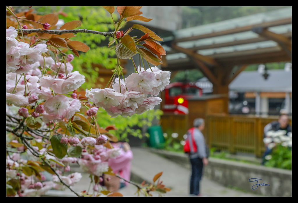 _H1A3705.jpg - 20170425 阿里山+圓潭螢火蟲