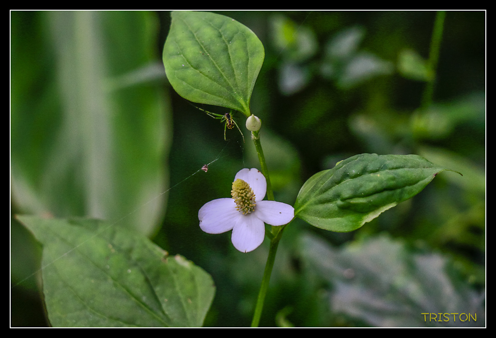 _MG_0031.jpg - 20170723 水漾森林