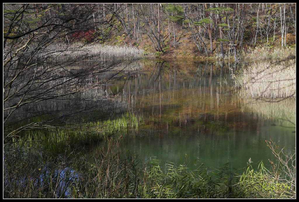 _H1A1229.jpg - 20171103 日本只見線、會津若松五色沼、昭和記念公園賞紅葉