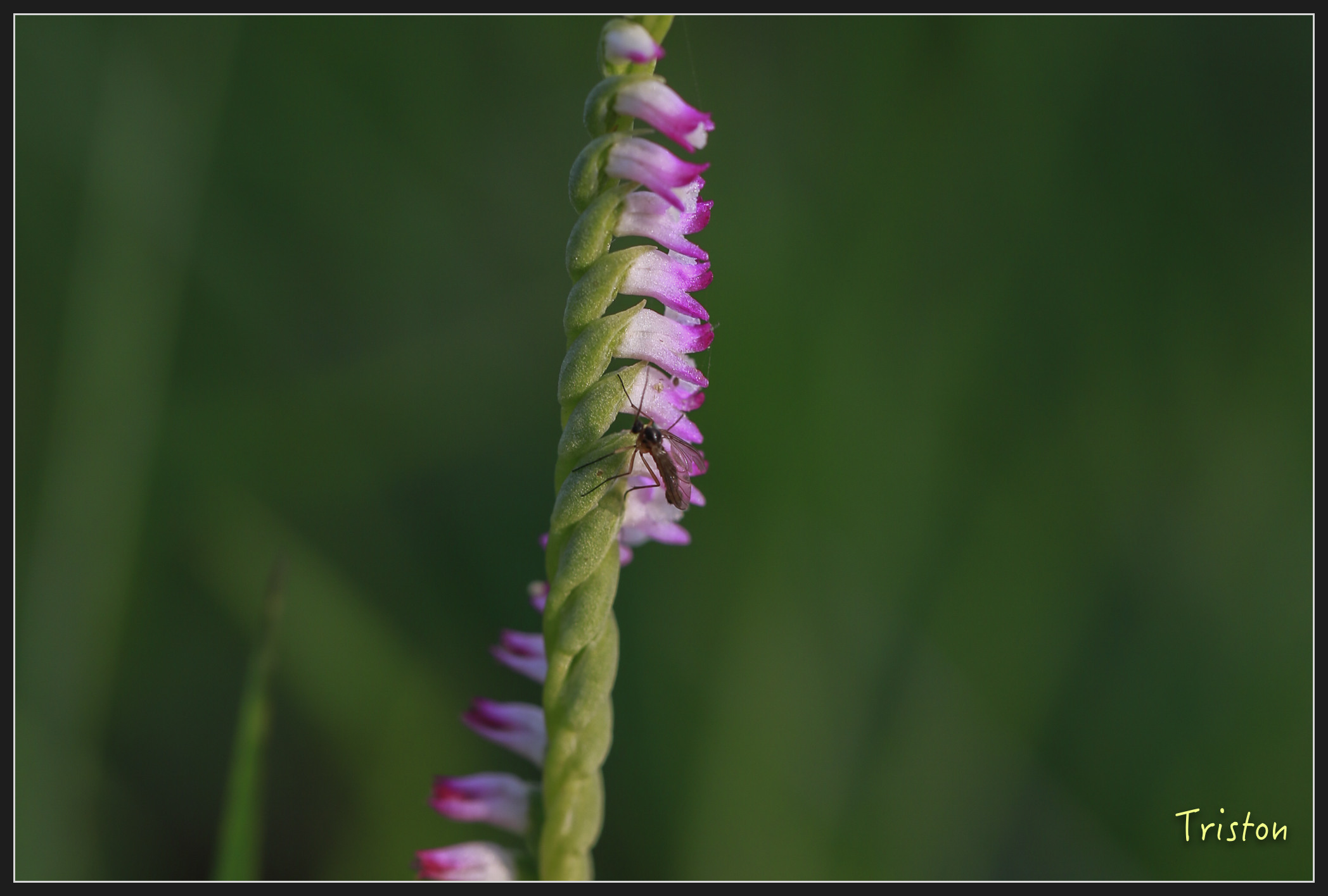 _h1a2082_25968492087_x.jpg - 20180316 巴克禮公園 綬草
