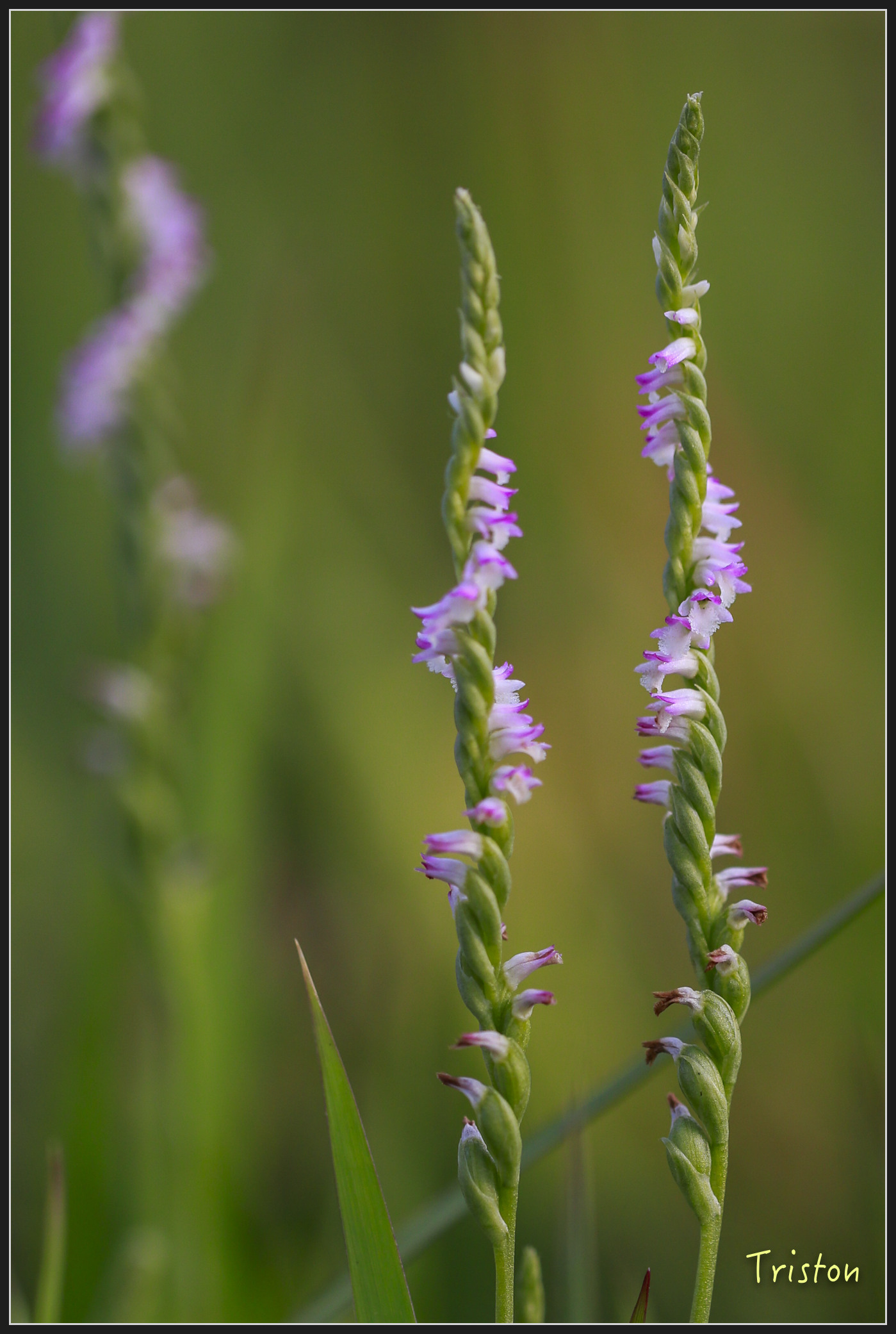 _h1a2126_25968490307_x.jpg - 20180316 巴克禮公園 綬草