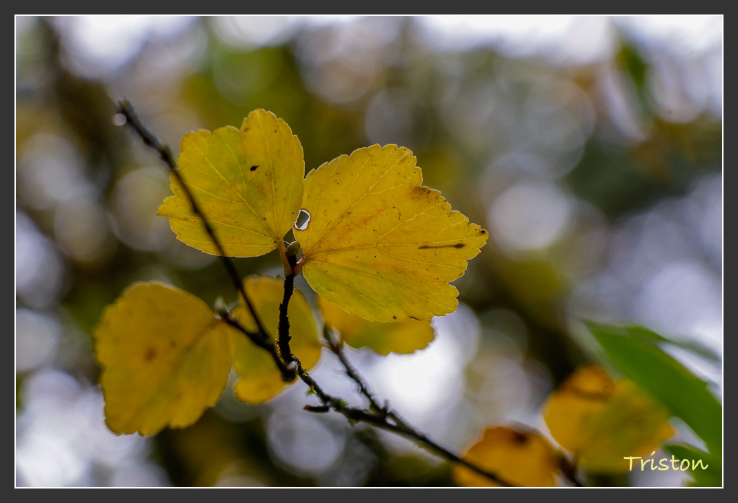 _MG_2709.jpg - 20161013 稻城亞丁