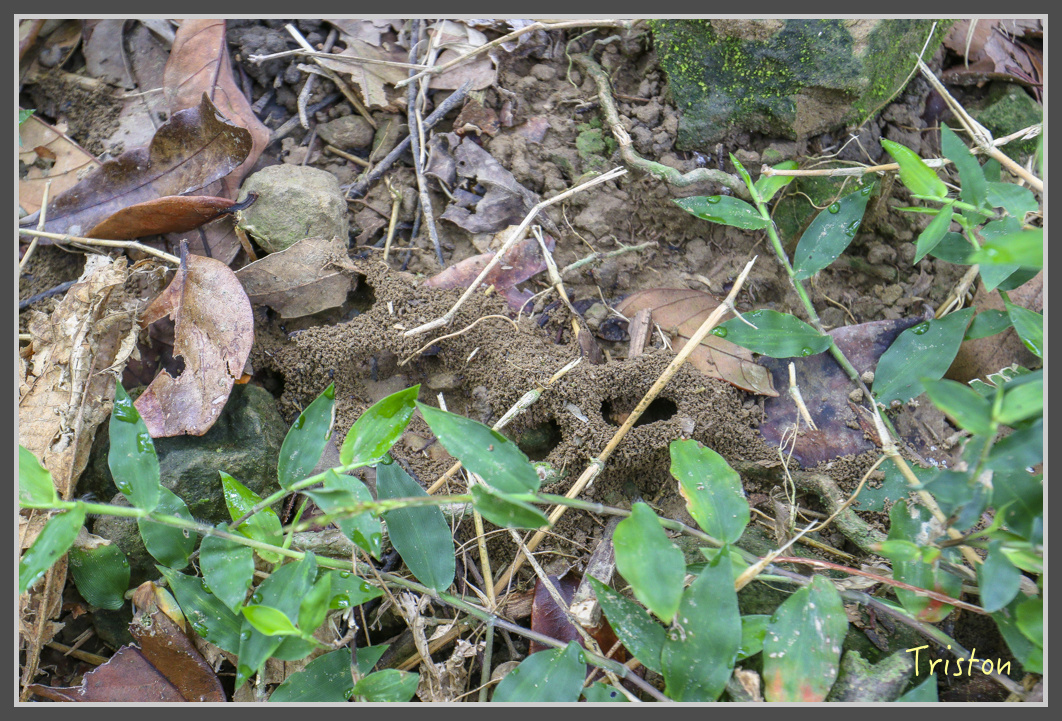 IMG_1930.jpg - 20161130 高雄旗尾山