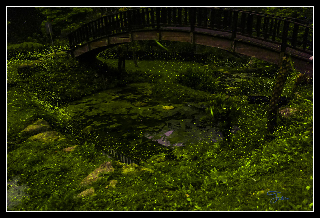 _H1A3833B.jpg - 20170425 阿里山+圓潭螢火蟲