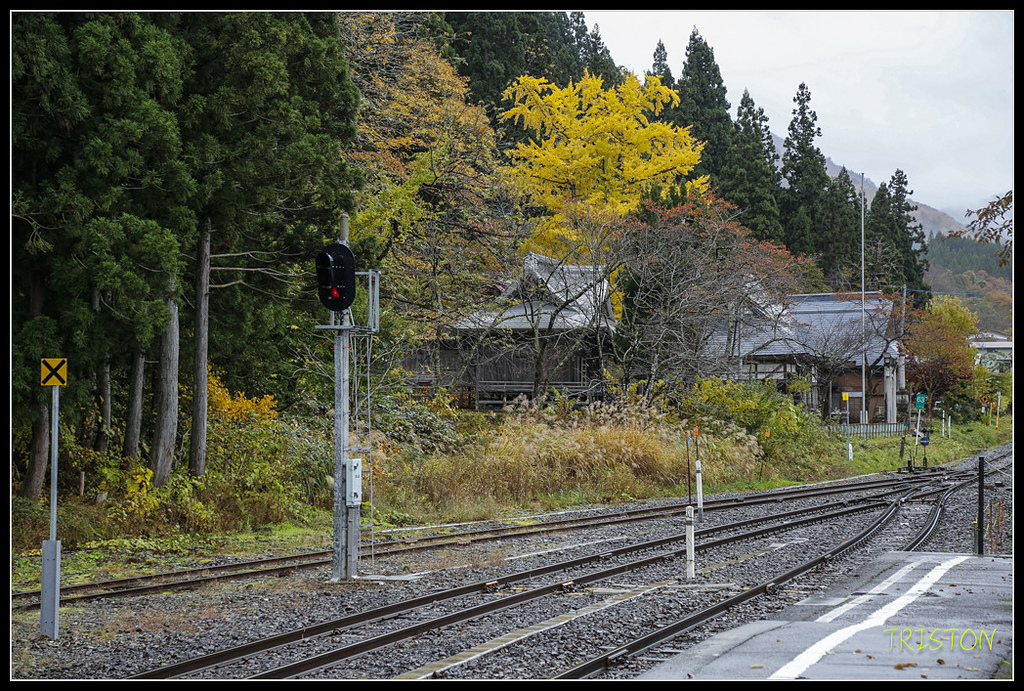 _H1A0778.jpg - 20171103 日本只見線、會津若松五色沼、昭和記念公園賞紅葉