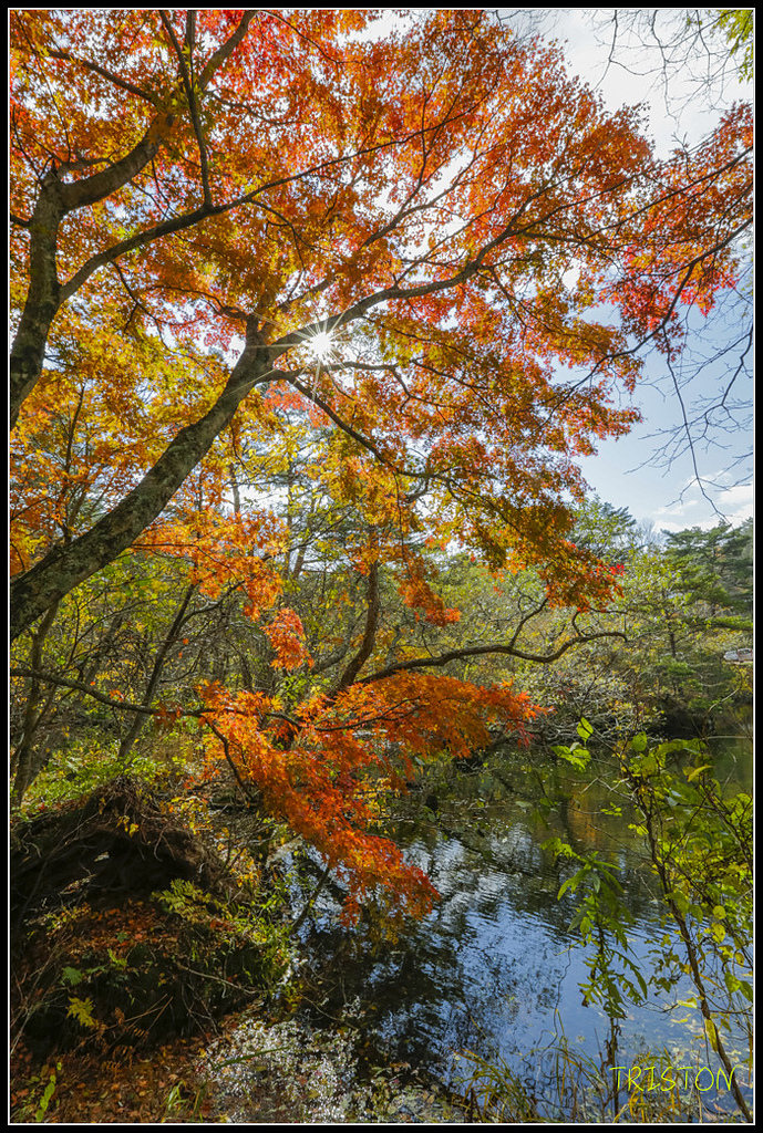 _H1A1361.jpg - 20171103 日本只見線、會津若松五色沼、昭和記念公園賞紅葉