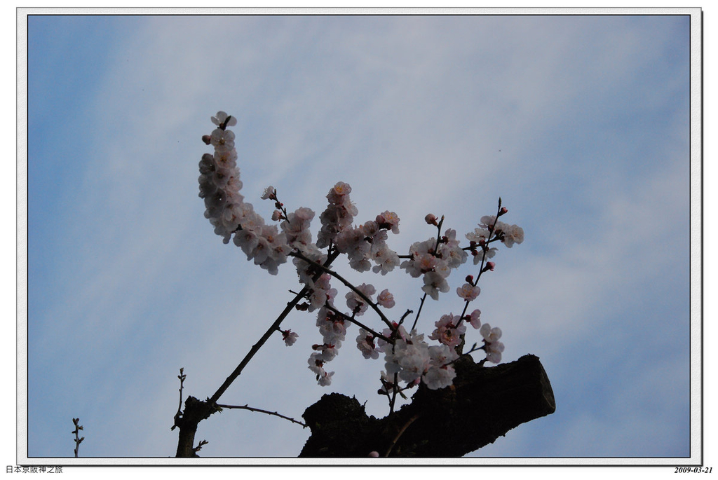 2009-03-21-15_51_04.jpg - 20090320 日本京阪神之旅