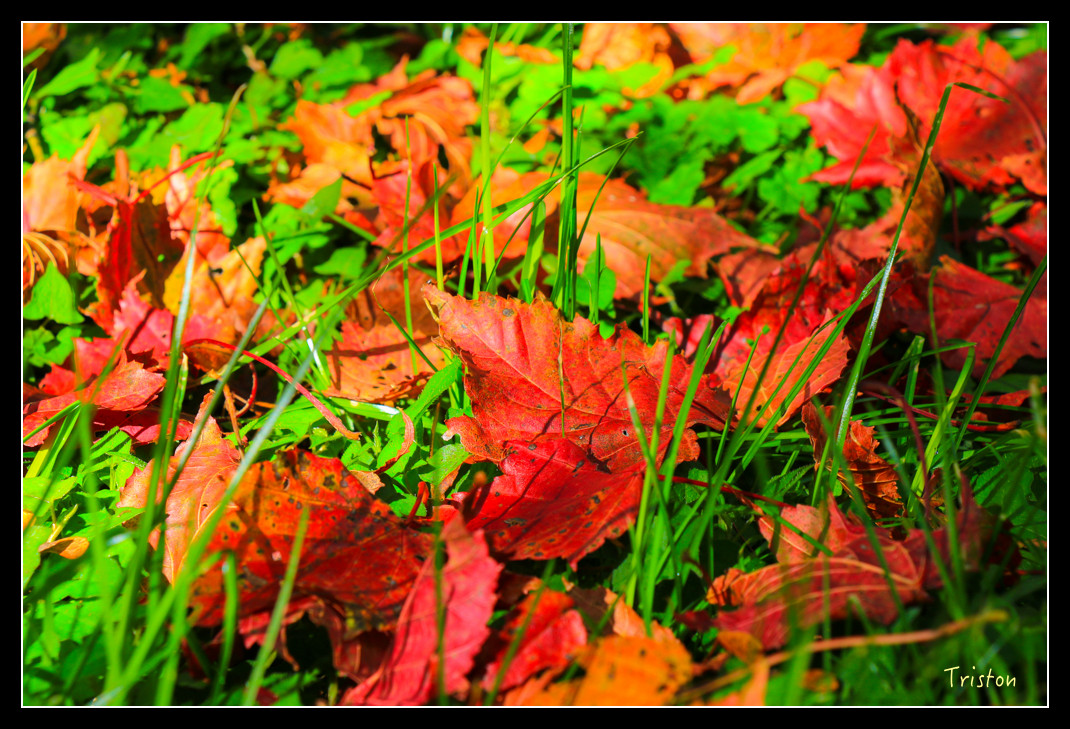 IMG_9222.jpg - 20151130 小笠原山、對高岳