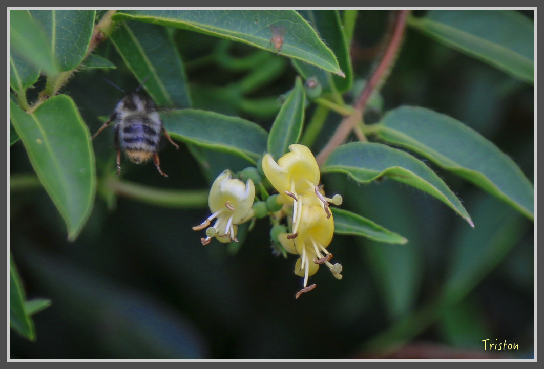 JH1A0163.jpg - 20160806 小奇萊步道、清境國小