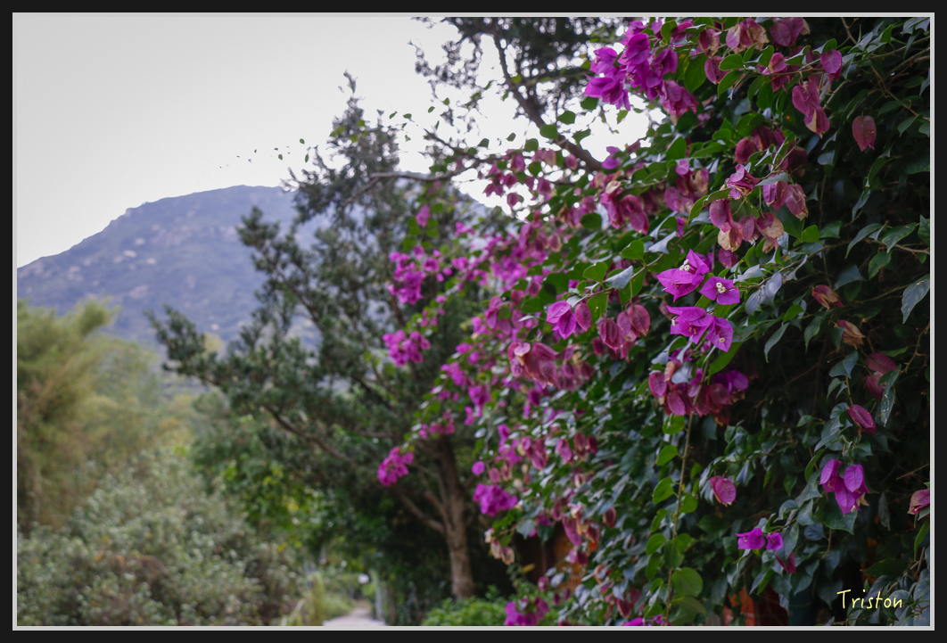 0065.jpg - 20170107 香港健行