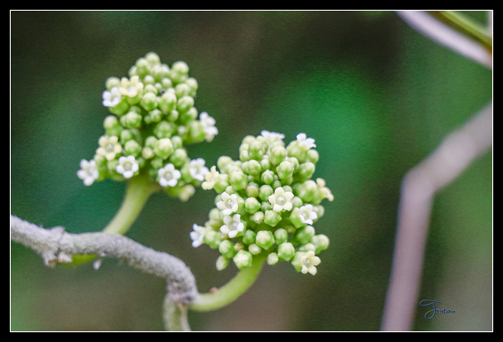 _MG_0103.jpg - 20170429 關仔嶺雞籠山