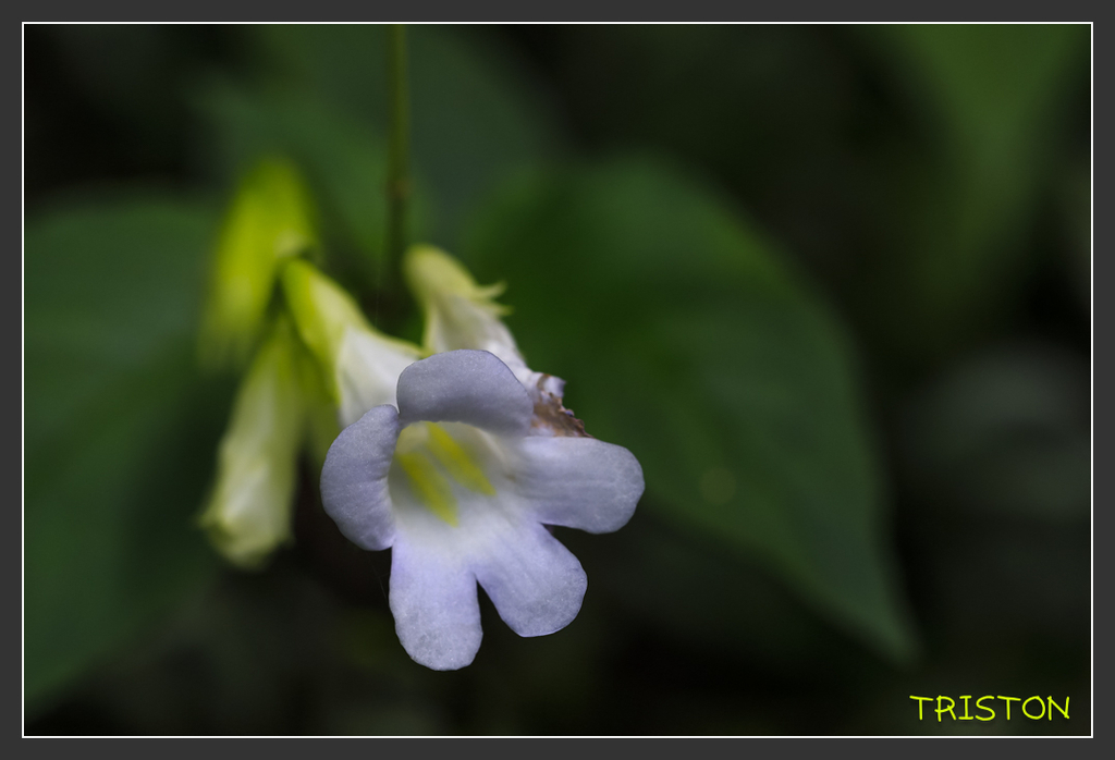 _H1A6786.jpg - 20170904 獨立山步道生態