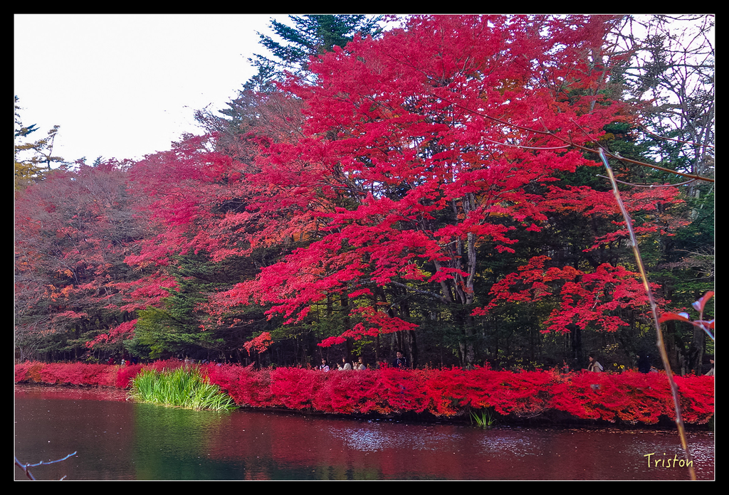 DSC00361.jpg - 20151031 秋天的童話-貴婦東京輕井澤紀行