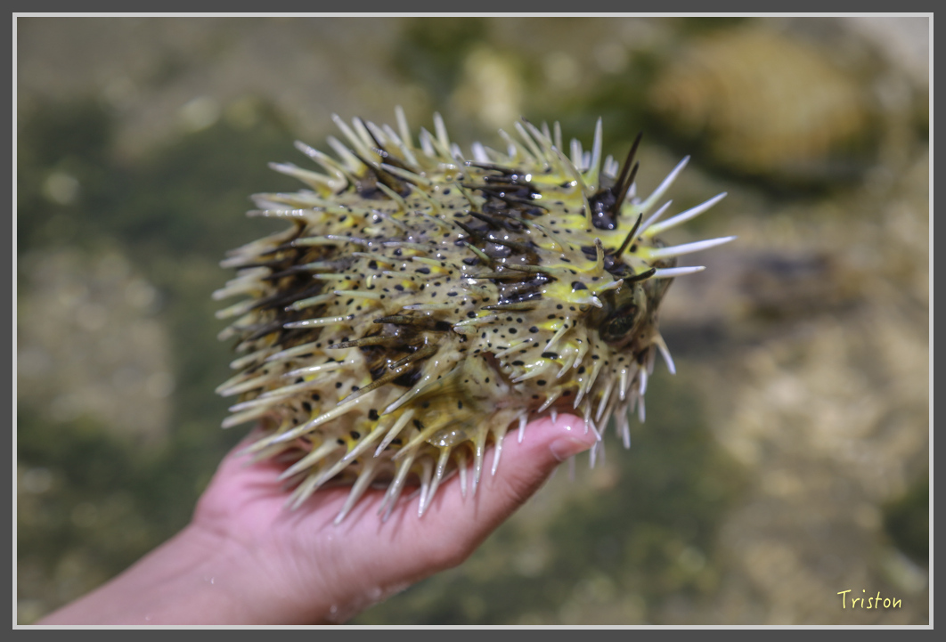 JH1A1092.jpg - 20160701 澎湖