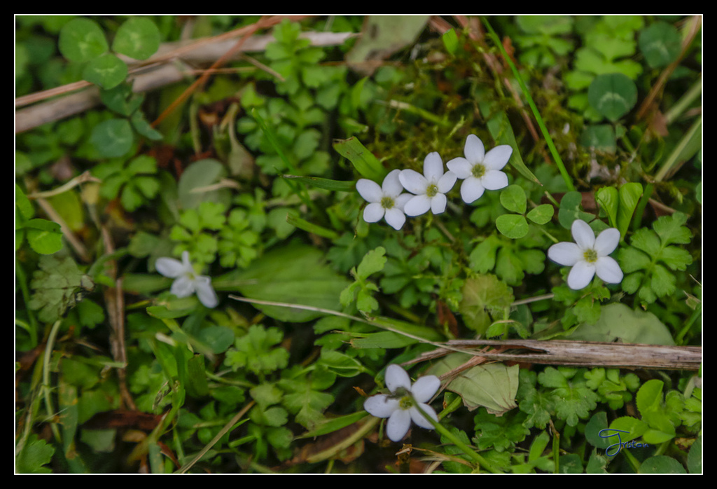 _H1A3732.jpg - 20170425 阿里山+圓潭螢火蟲