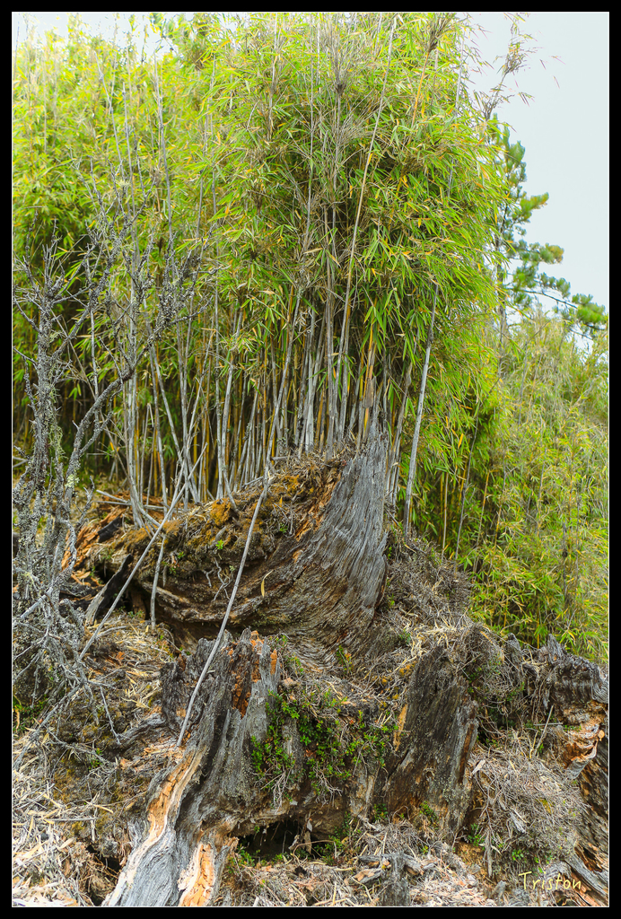 IMG_8750.jpg - 20151017 郡大林道、望鄉山、郡大山