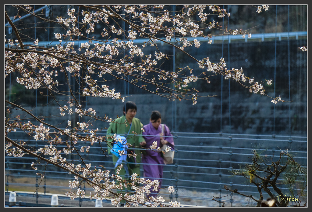 IMG_4960.jpg - 20160323 日本熊野古道健行