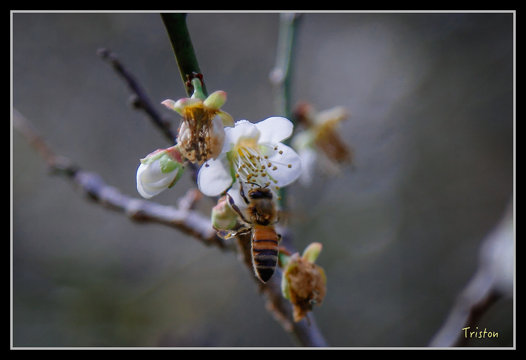 _H1A1502.jpg - 20170117 烏松崙、竹青庭