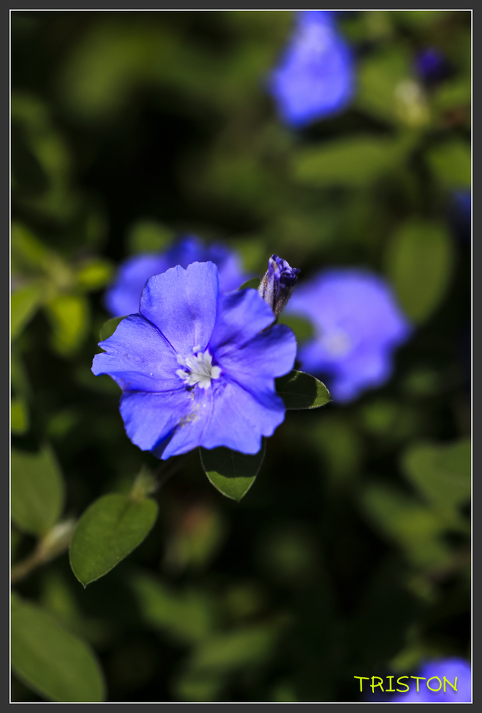_H1A7002.jpg - 20170904 獨立山步道生態