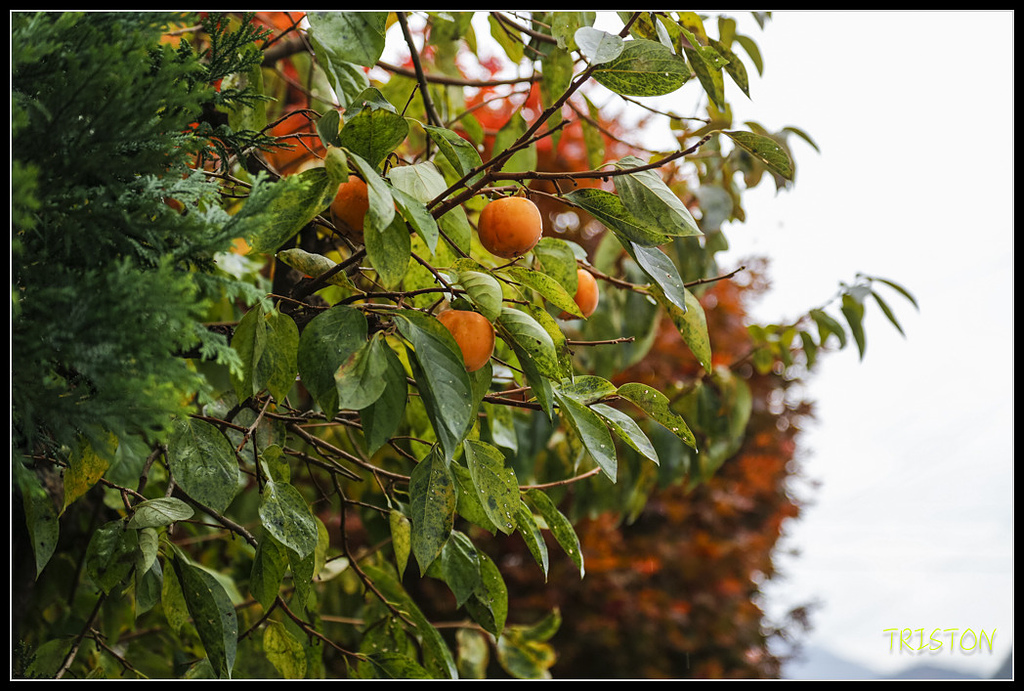 _H1A0691.jpg - 20171103 日本只見線、會津若松五色沼、昭和記念公園賞紅葉