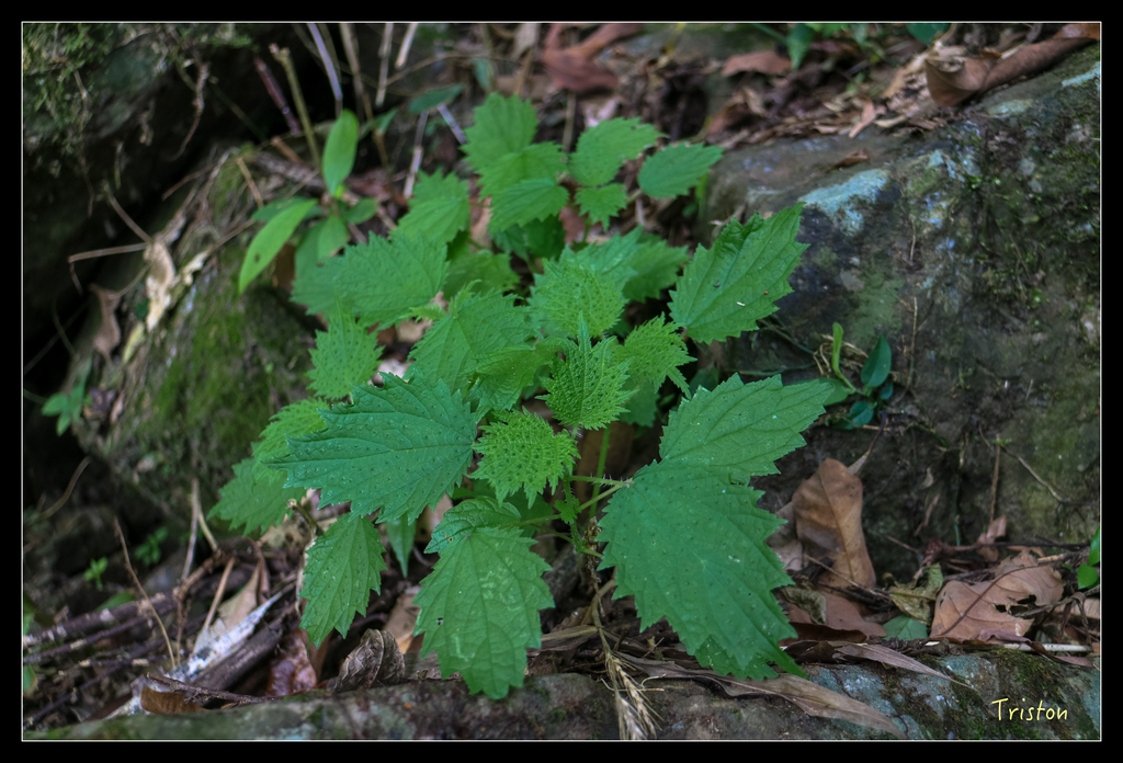 IMG_0769.jpg - 20151115 獨立山步道