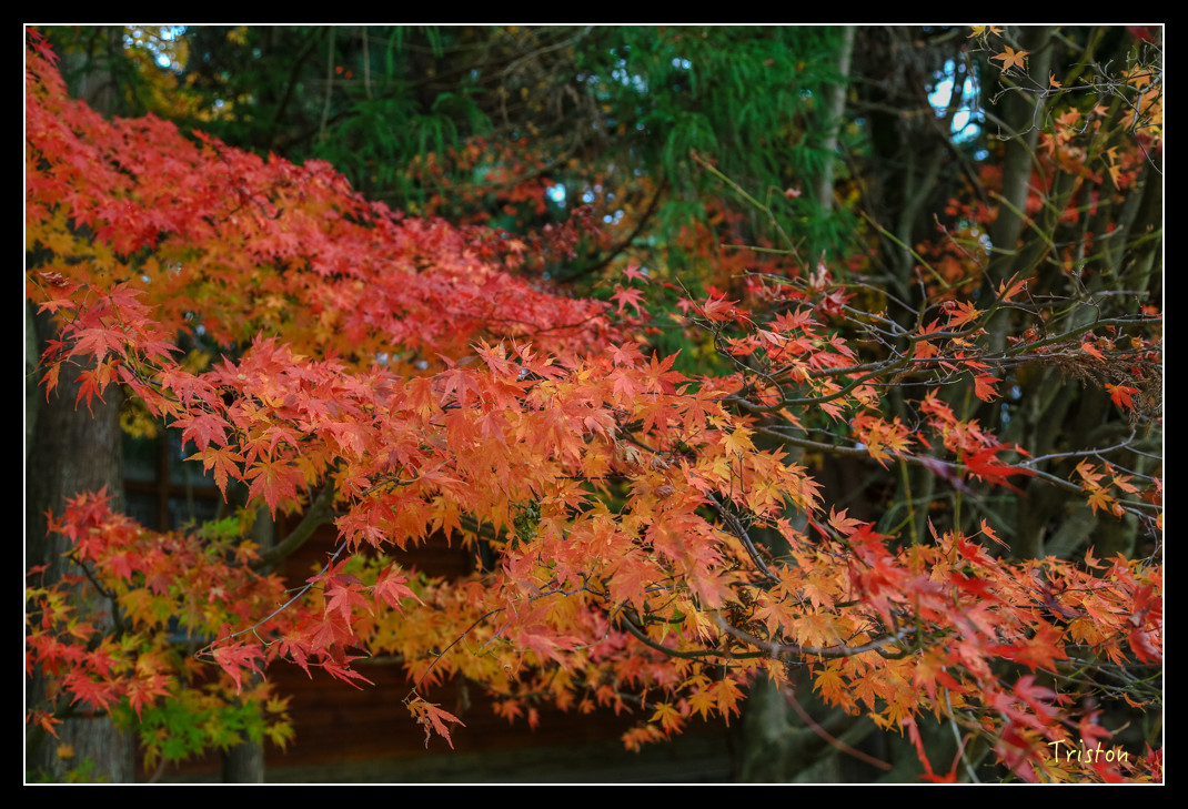 JH1A0939.jpg - 20151205 合歡溪步道、108K楓之谷