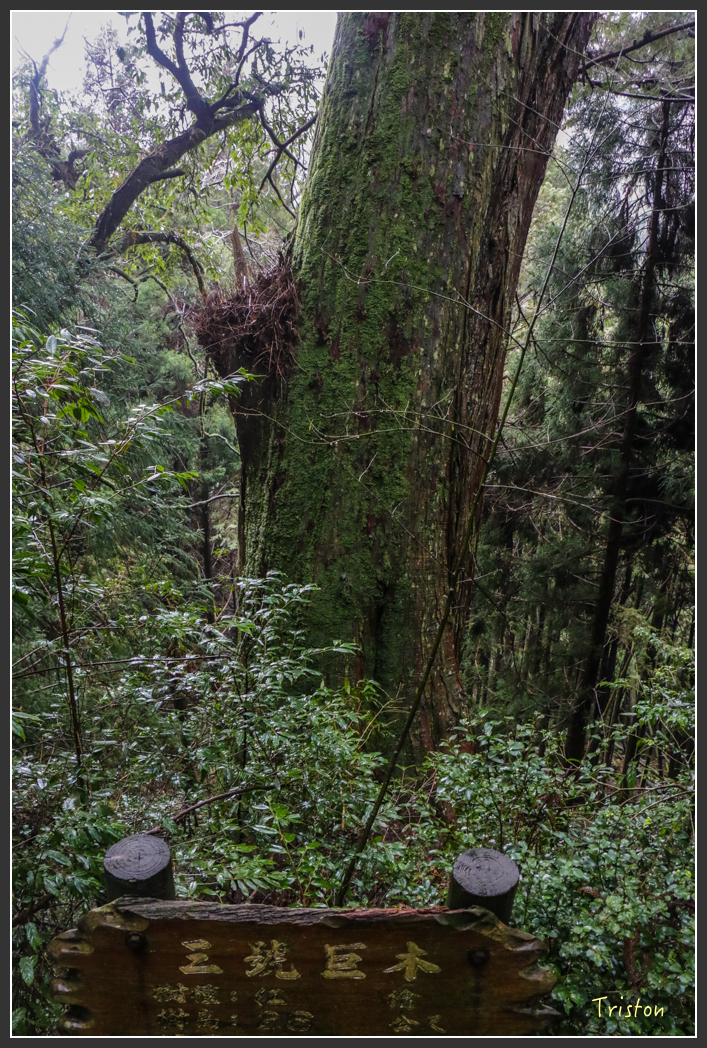IMG_3308.jpg - 20160227 觀霧森林步道