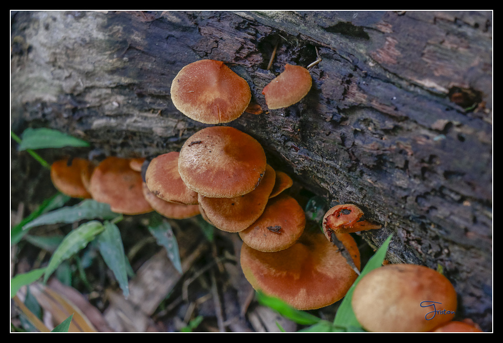 _MG_0133.jpg - 20170429 關仔嶺雞籠山