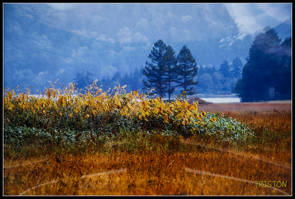 _H1A0693.jpg - 20171103 日本只見線、會津若松五色沼、昭和記念公園賞紅葉