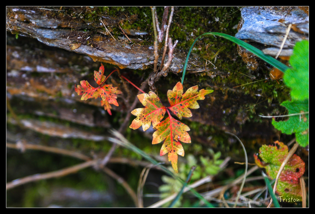 JH1A0245.jpg - 20151024~25 幾米公園、翠峰湖、翠峰山屋、望洋山步道、山毛櫸步道