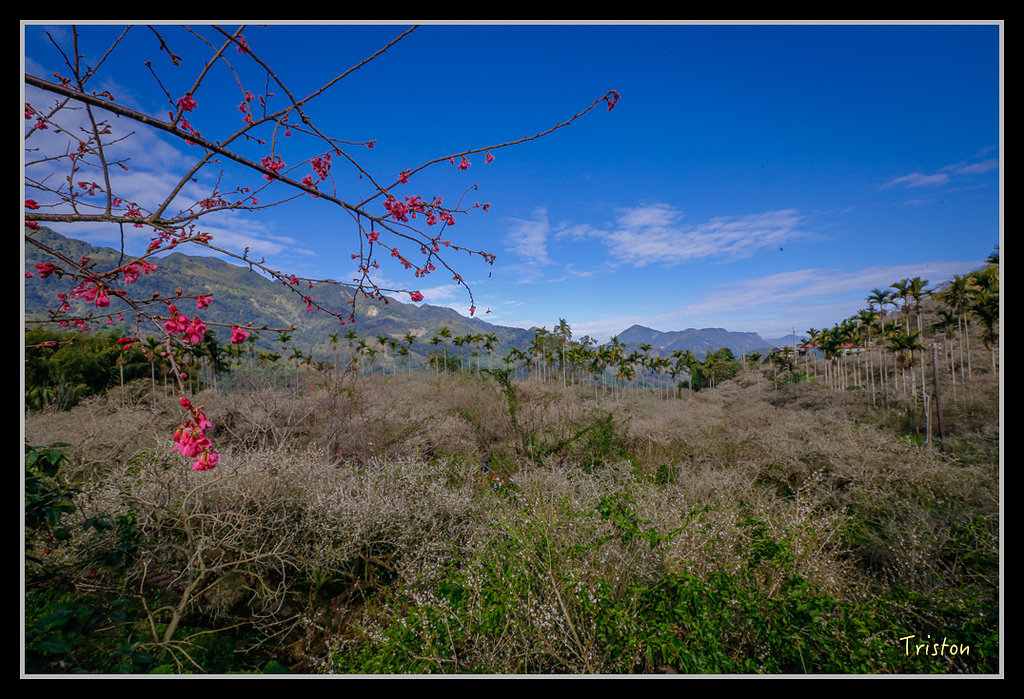 _H1A1567.jpg - 20170117 烏松崙、竹青庭