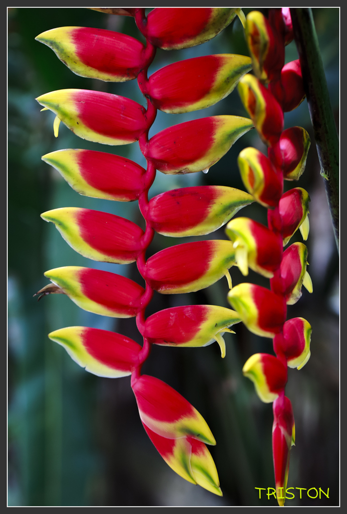 _H1A7010.jpg - 20170904 獨立山步道生態