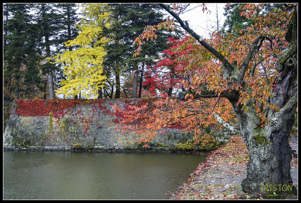 _H1A0868.jpg - 20171103 日本只見線、會津若松五色沼、昭和記念公園賞紅葉