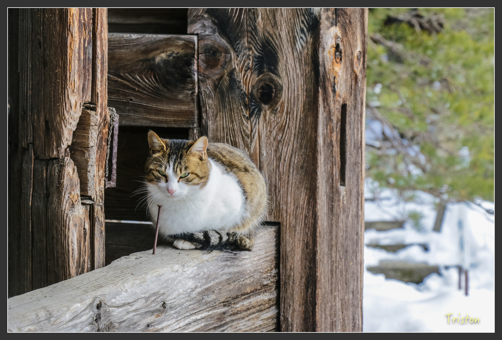 2016ZAO-00726.jpg - 20160131 日本藏王溫泉滑雪親子行