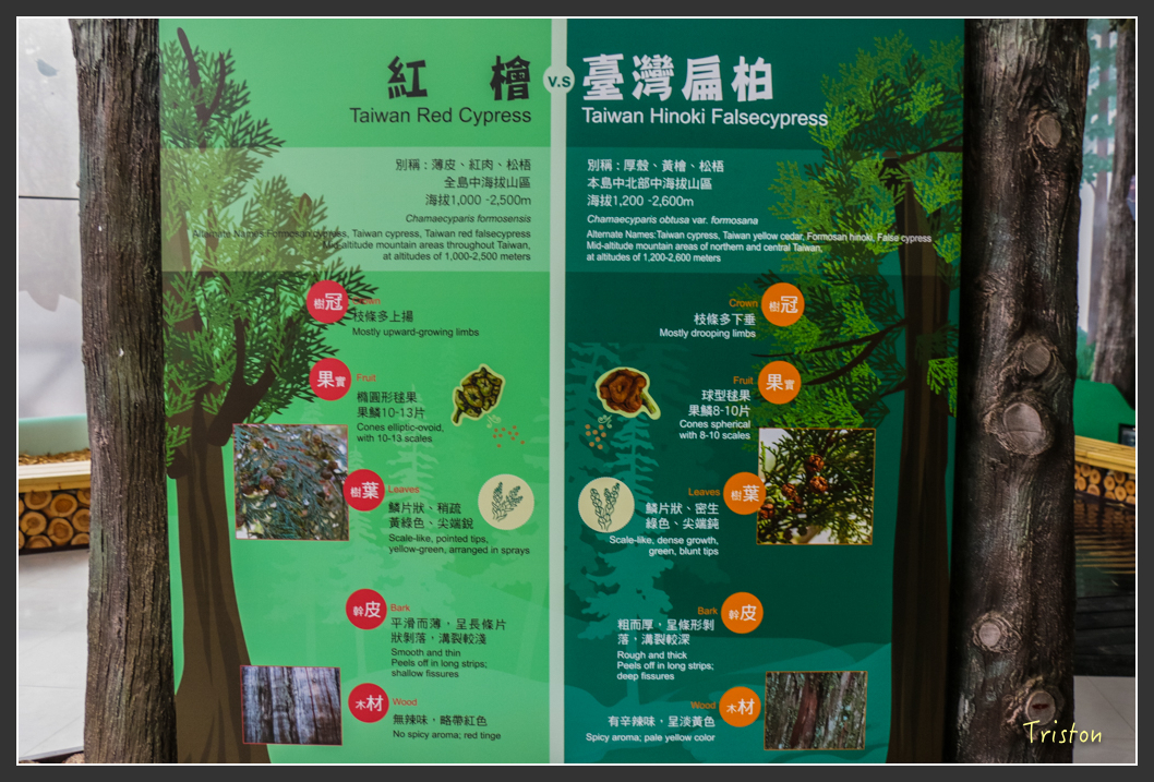 IMG_3238.jpg - 20160227 觀霧森林步道