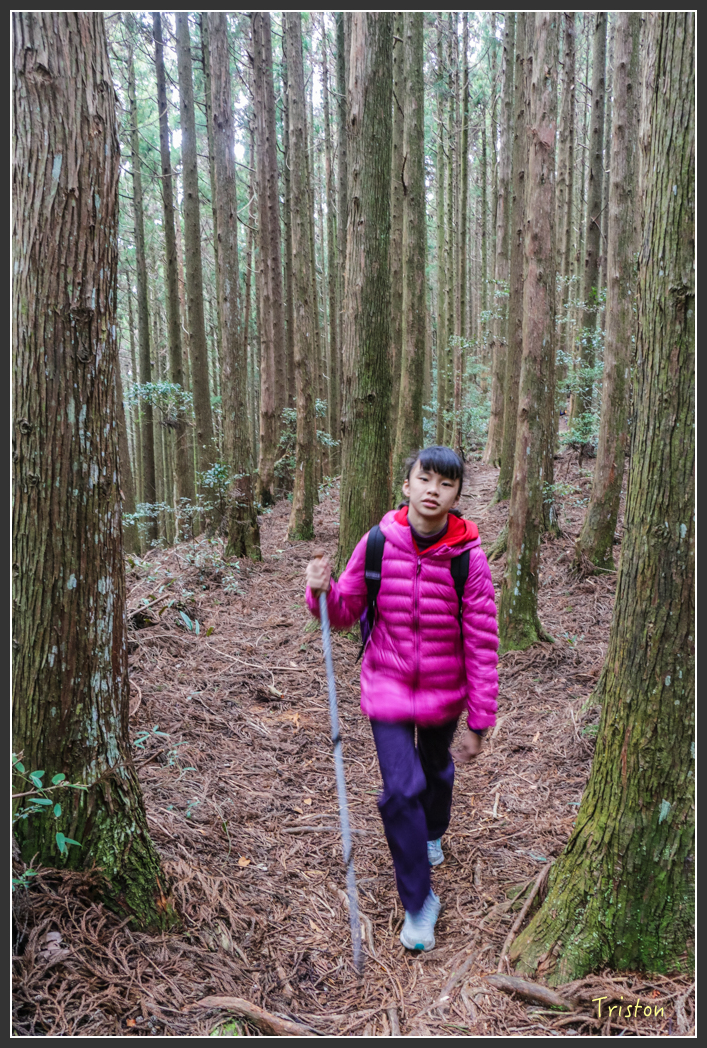 IMG_3455.jpg - 20160227 觀霧森林步道