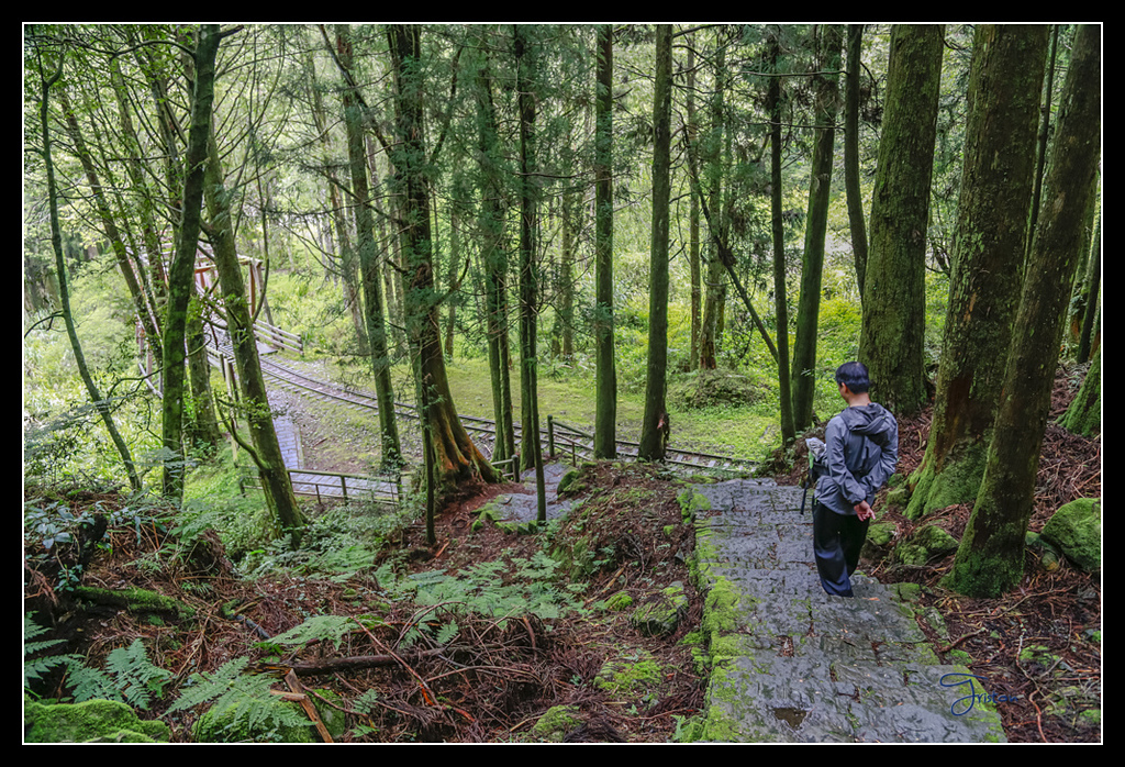 _H1A3614.jpg - 20170425 阿里山+圓潭螢火蟲