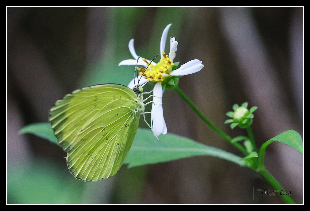 _MG_0038.jpg - 20170618 新化後山昆蟲微距