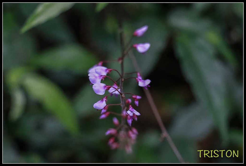 _MG_0042.jpg - 20170920 加里山