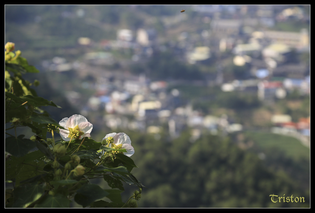 jh1a0077_15763599131_o.jpg - 20141111 屏東霧台 神山 一日來往輕旅行