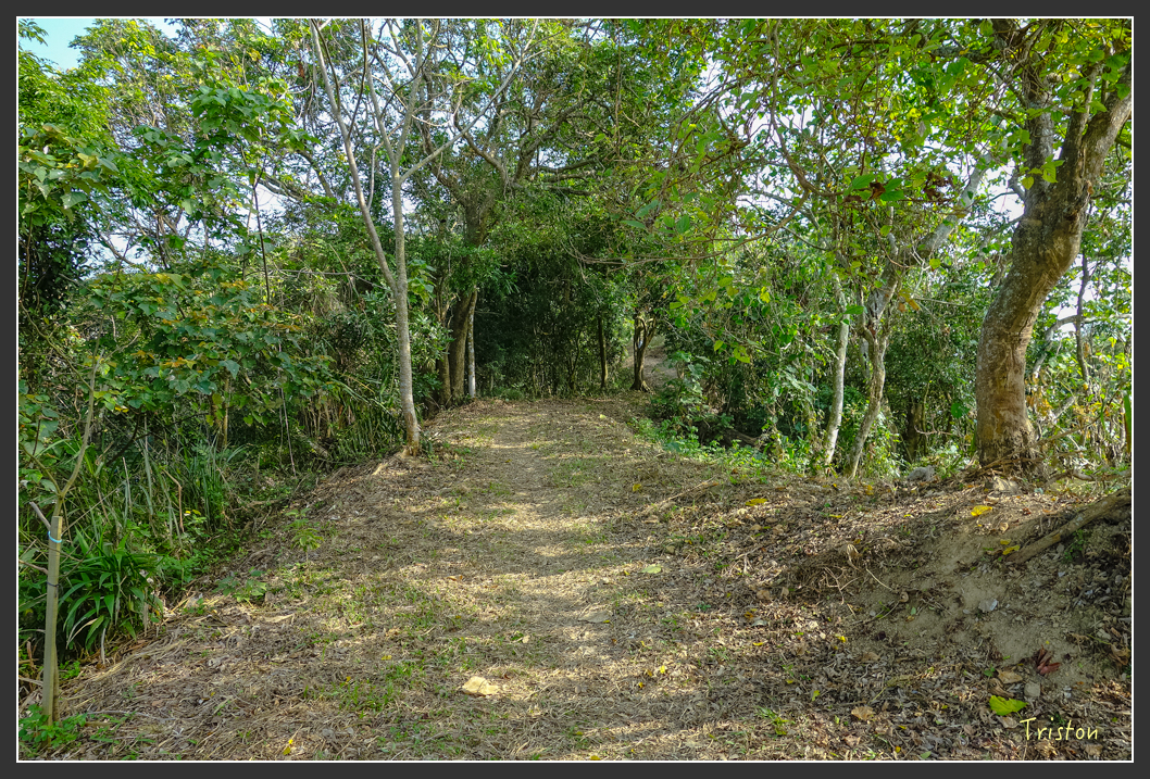 DSC00628.jpg - 20151229 鈺鼎步道