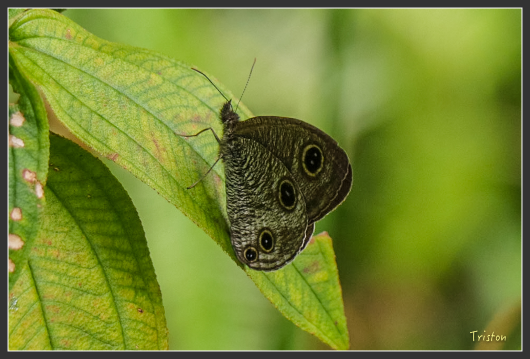 IMG_1501-2.jpg - 20160122 南仁湖、墾丁