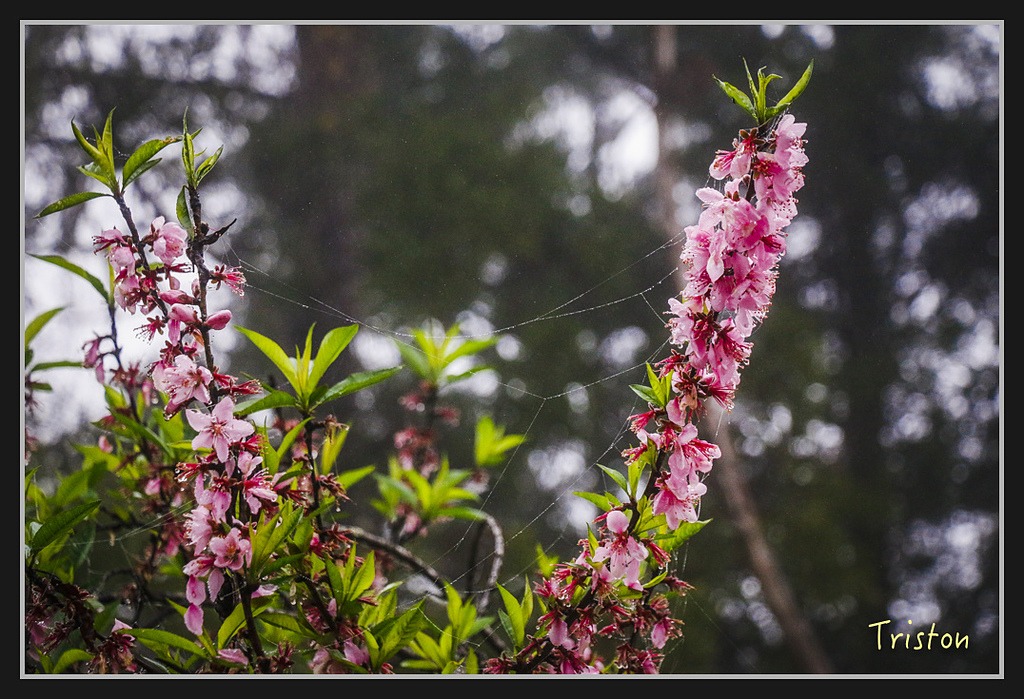 2017-02-27 10.03.53 下午 _MG_0406.jpg - 20170225 玉里瓦拉米