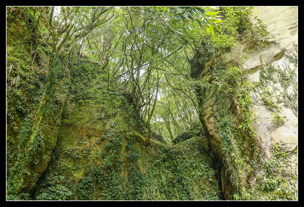 _MG_0011.jpg - 20170723 水漾森林