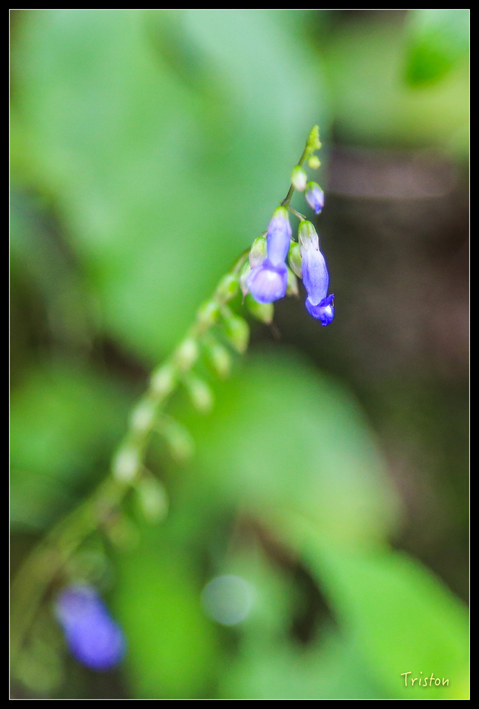 JH1A9978.jpg - 20151005 竹坑溪步道