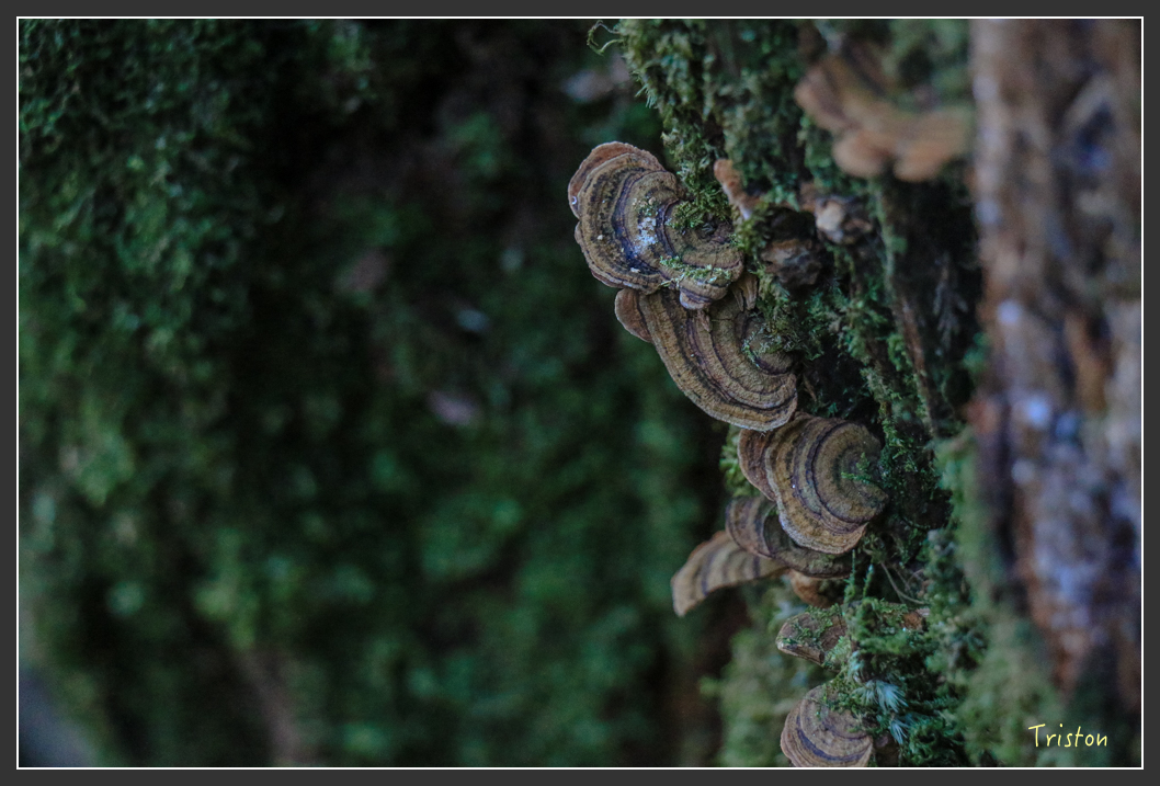 IMG_0736.jpg - 20151219 鳶嘴稍來山、小雪山林道