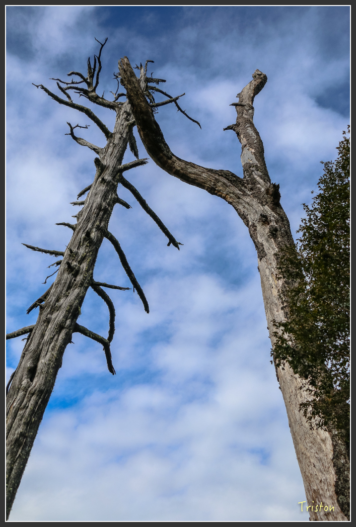 IMG_1074.jpg - 20151219 鳶嘴稍來山、小雪山林道