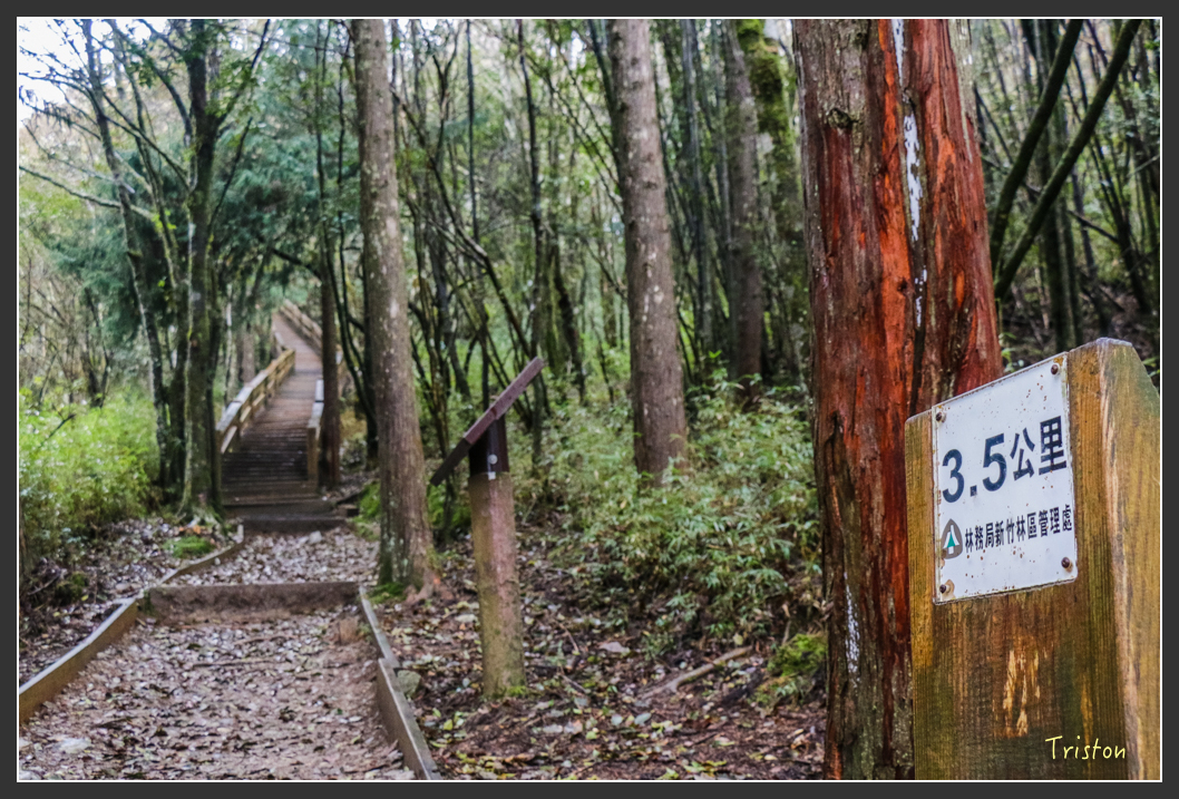 IMG_3318.jpg - 20160227 觀霧森林步道