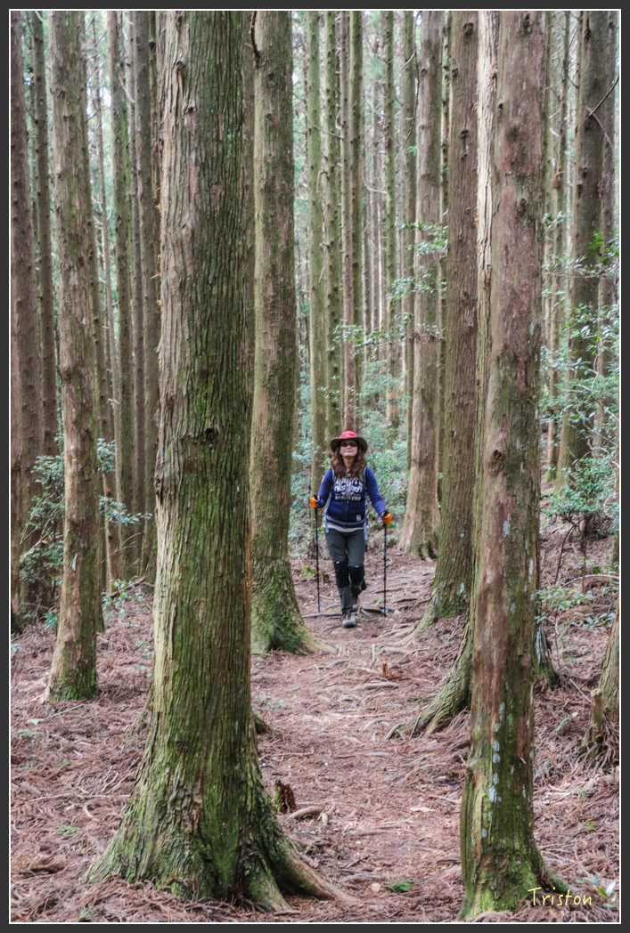 IMG_3457.jpg - 20160227 觀霧森林步道